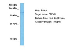 ZFPM1 Antibody, Novus Biologicals 100 &mu;L; Unconjugated:Antibodies, Polyclonal